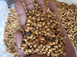 Ceci Desi from Etiopia